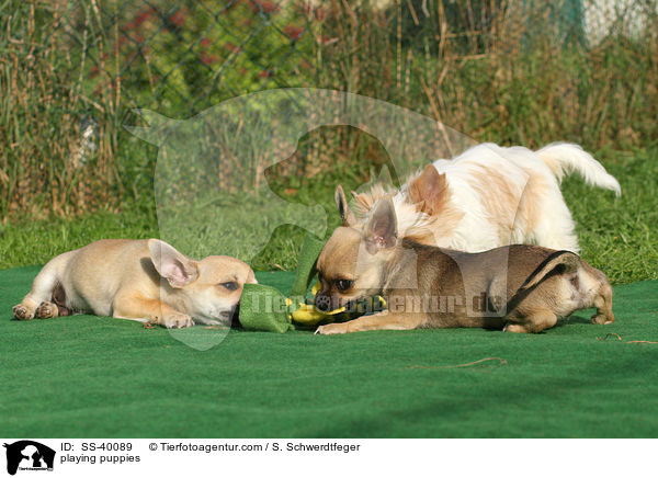 spielende Welpen / playing puppies / SS-40089