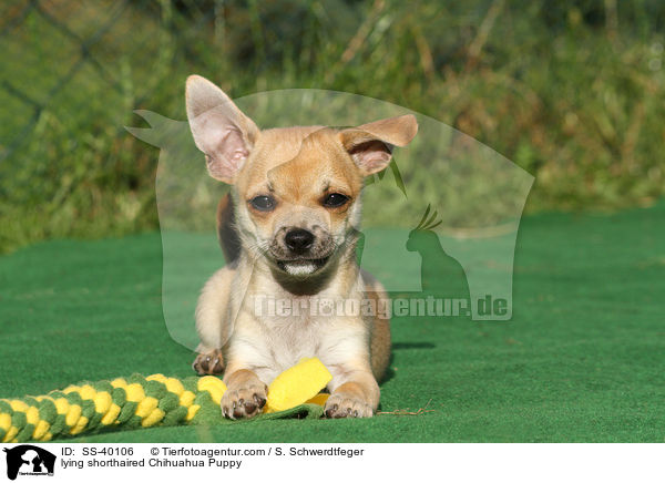 liegender Kurzhaarchihuahua Welpe / lying shorthaired Chihuahua Puppy / SS-40106