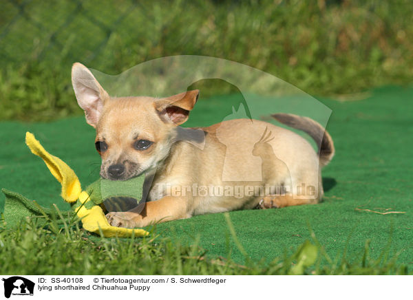 liegender Kurzhaarchihuahua Welpe / lying shorthaired Chihuahua Puppy / SS-40108