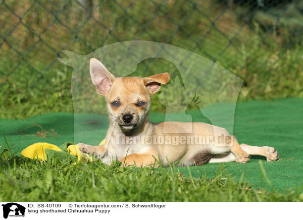 liegender Kurzhaarchihuahua Welpe / lying shorthaired Chihuahua Puppy / SS-40109