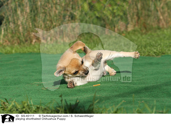 spielender Kurzhaarchihuahua Welpe / playing shorthaired Chihuahua Puppy / SS-40111