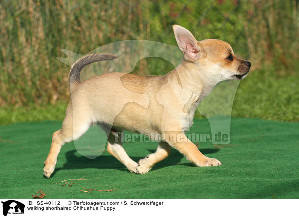 laufender Kurzhaarchihuahua Welpe / walking shorthaired Chihuahua Puppy / SS-40112