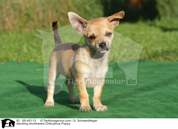 stehender Kurzhaarchihuahua Welpe / standing shorthaired Chihuahua Puppy / SS-40113