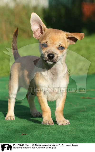 stehender Kurzhaarchihuahua Welpe / standing shorthaired Chihuahua Puppy / SS-40114
