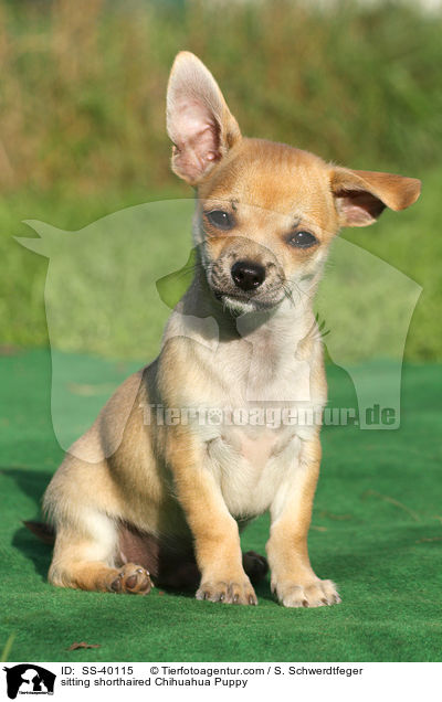 sitzender Kurzhaarchihuahua Welpe / sitting shorthaired Chihuahua Puppy / SS-40115