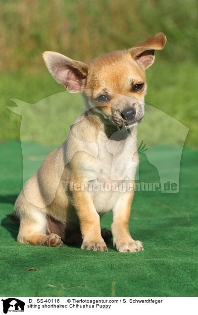 sitzender Kurzhaarchihuahua Welpe / sitting shorthaired Chihuahua Puppy / SS-40116