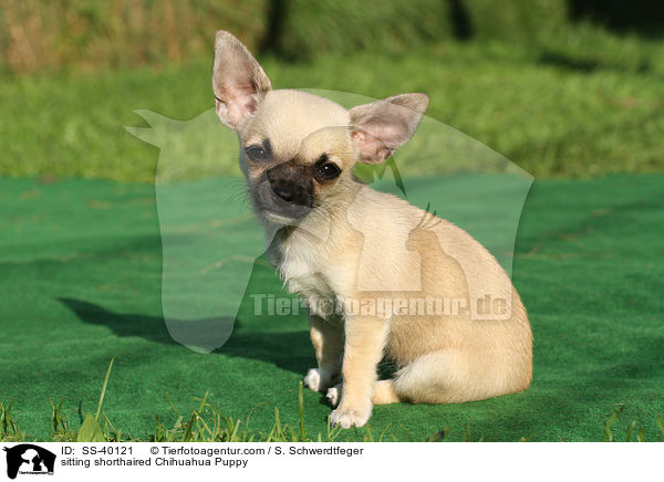 sitzender Kurzhaarchihuahua Welpe / sitting shorthaired Chihuahua Puppy / SS-40121