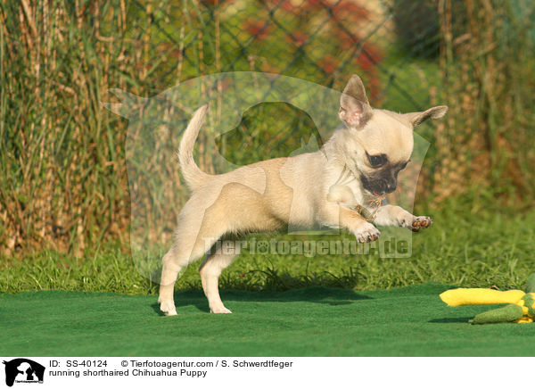 rennender Kurzhaarchihuahua Welpe / running shorthaired Chihuahua Puppy / SS-40124