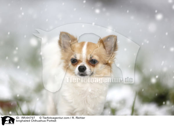 Langhaarchihuahua Portrait / longhaired Chihuahua Portrait / RR-64797