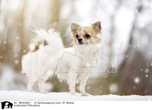 longhaired Chihuahua / RR-64801