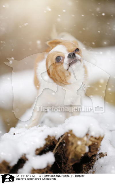 Langhaarchihuahua schttelt sich / shaking longhaired Chihuahua / RR-64813