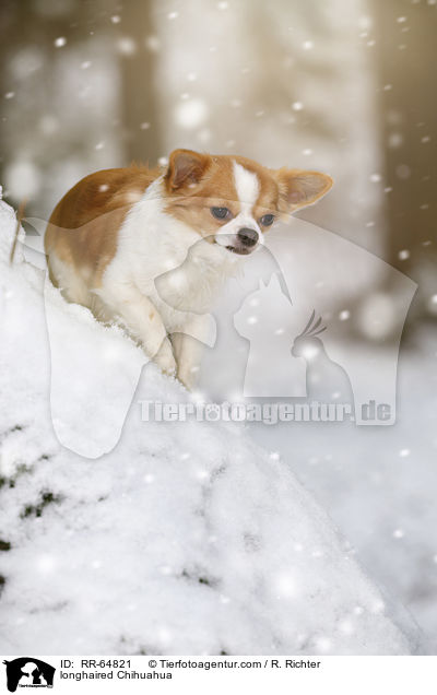 Langhaarchihuahua / longhaired Chihuahua / RR-64821
