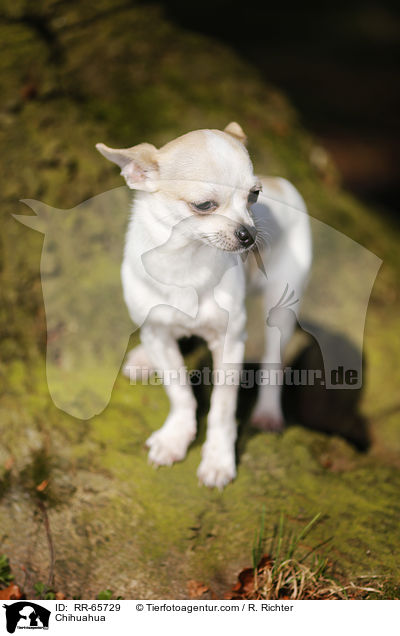 Chihuahua / Chihuahua / RR-65729