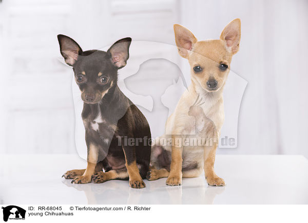 junge Chihuahuas / young Chihuahuas / RR-68045