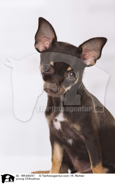 junger Chihuahua / young Chihuahua / RR-68047