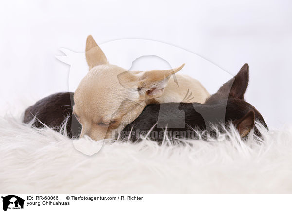 junge Chihuahuas / young Chihuahuas / RR-68066
