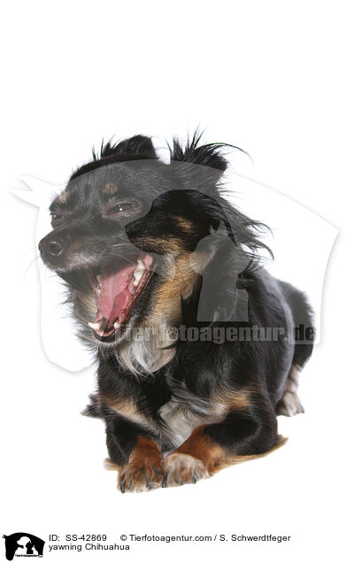 ghnender Chihuahua / yawning Chihuahua / SS-42869