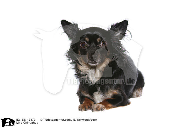 liegender Chihuahua / lying Chihuahua / SS-42873