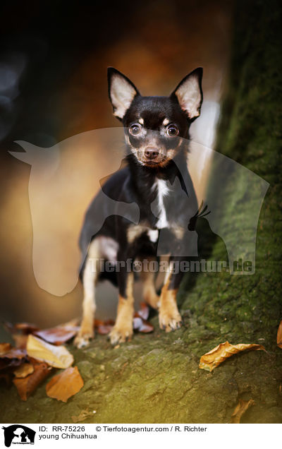 young Chihuahua / RR-75226