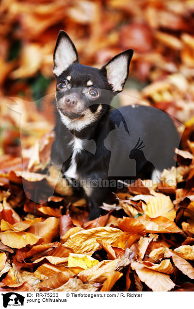 young Chihuahua / RR-75233