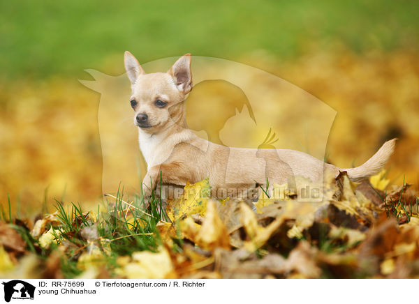 young Chihuahua / RR-75699