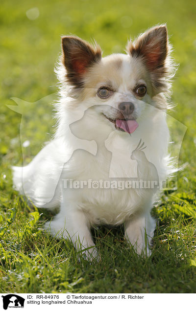 sitzender Langhaarchihuahua / sitting longhaired Chihuahua / RR-84976