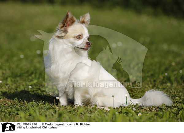 sitzender Langhaarchihuahua / sitting longhaired Chihuahua / RR-84996