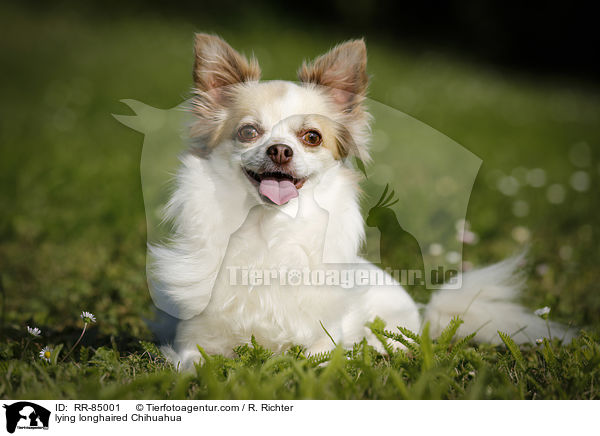 liegender Langhaarchihuahua / lying longhaired Chihuahua / RR-85001