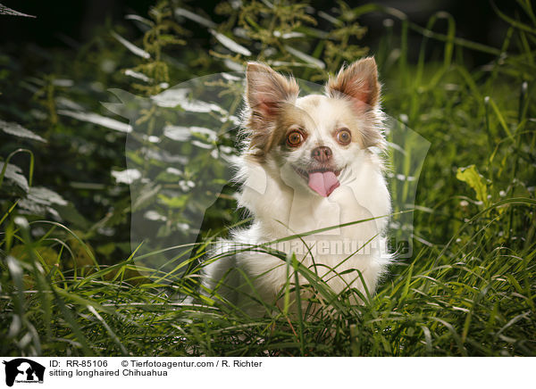 sitzender Langhaarchihuahua / sitting longhaired Chihuahua / RR-85106