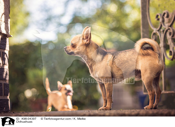Chihuahuas / Chihuahuas / KMI-04397