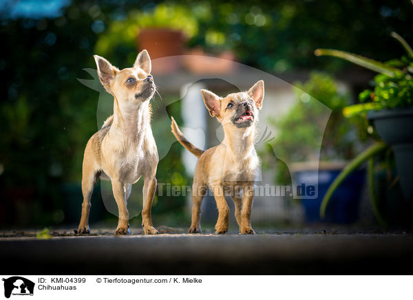 Chihuahuas / Chihuahuas / KMI-04399