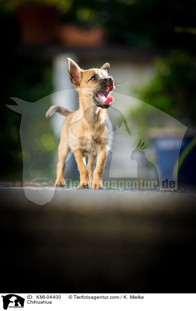 Chihuahua / Chihuahua / KMI-04400