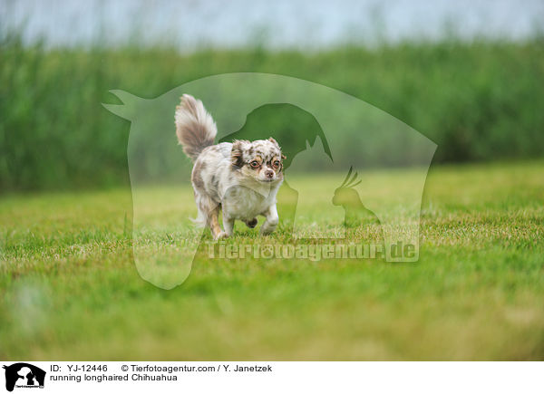 rennender Langhaarchihuahua / running longhaired Chihuahua / YJ-12446