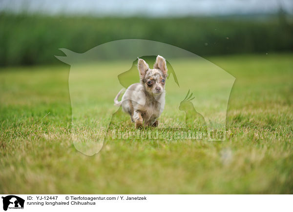 rennender Langhaarchihuahua / running longhaired Chihuahua / YJ-12447