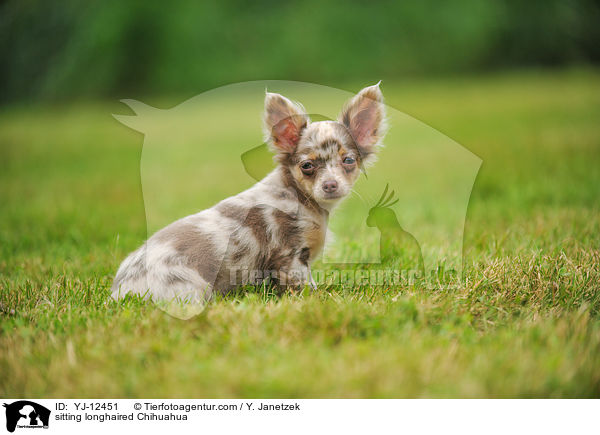 sitzender Langhaarchihuahua / sitting longhaired Chihuahua / YJ-12451