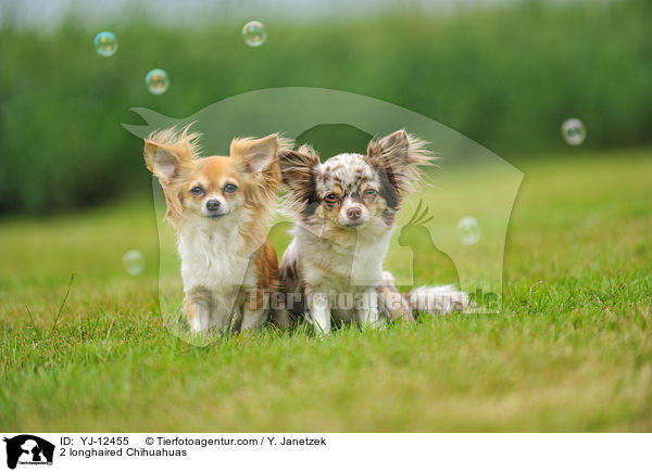 2 Langhaarchihuahuas / 2 longhaired Chihuahuas / YJ-12455