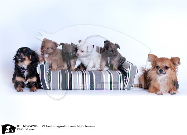 Chihuahuas / Chihuahuas / NS-04298