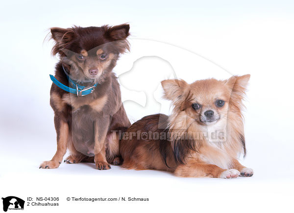 2 Chihuahuas / 2 Chihuahuas / NS-04306