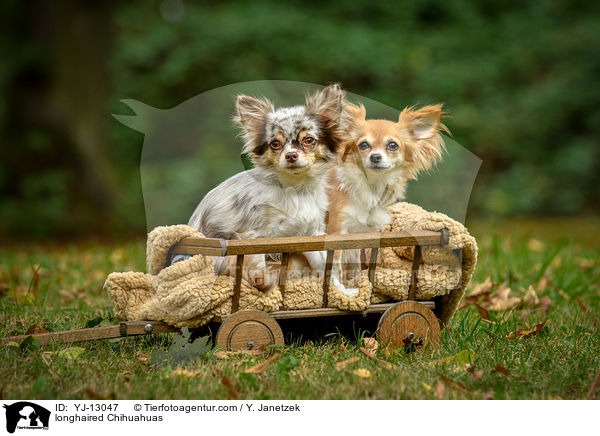 Langhaarchihuahuas / longhaired Chihuahuas / YJ-13047