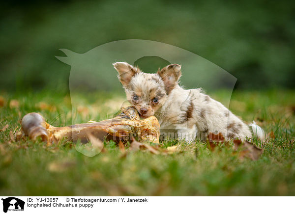 Langhaarchihuahua Welpe / longhaired Chihuahua puppy / YJ-13057