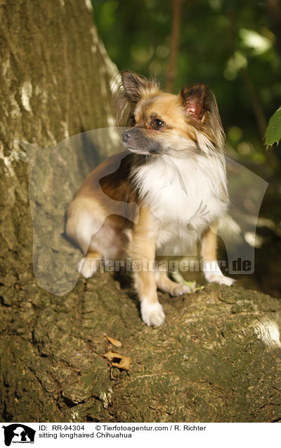 sitzender Langhaarchihuahua / sitting longhaired Chihuahua / RR-94304