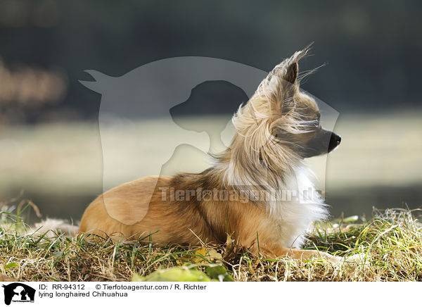 liegender Langhaarchihuahua / lying longhaired Chihuahua / RR-94312