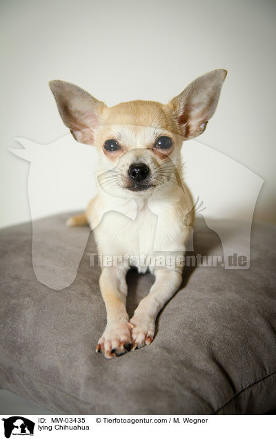 liegender Chihuahua / lying Chihuahua / MW-03435