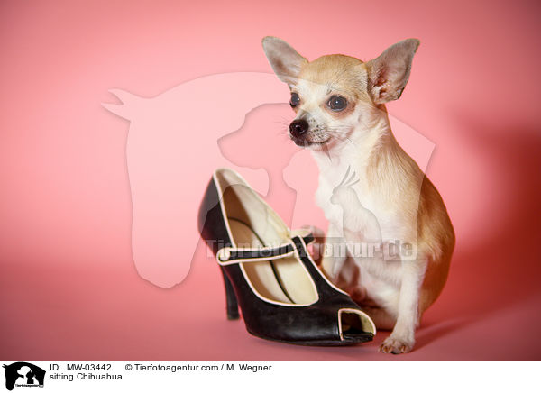 sitzender Chihuahua / sitting Chihuahua / MW-03442