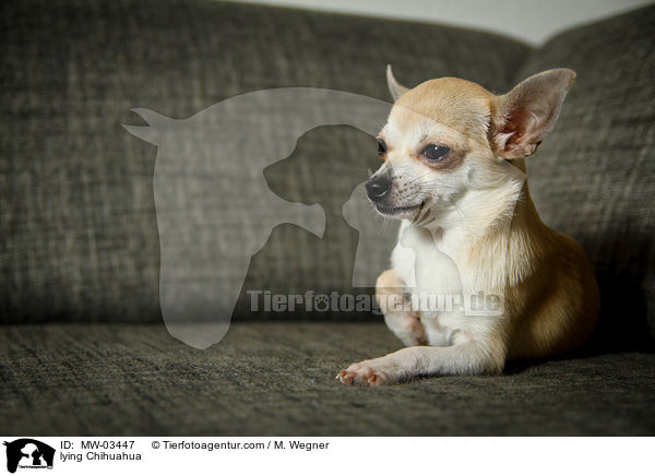 liegender Chihuahua / lying Chihuahua / MW-03447