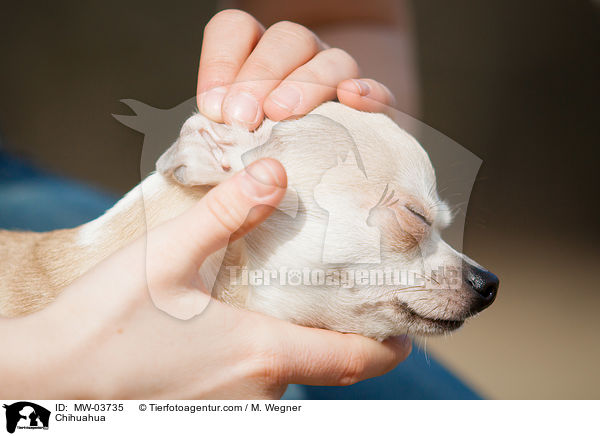 Chihuahua / Chihuahua / MW-03735