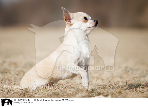 sitzender Chihuahua / sitting Chihuahua / MW-03747