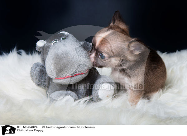 Chihuahua Welpe / Chihuahua Puppy / NS-04824