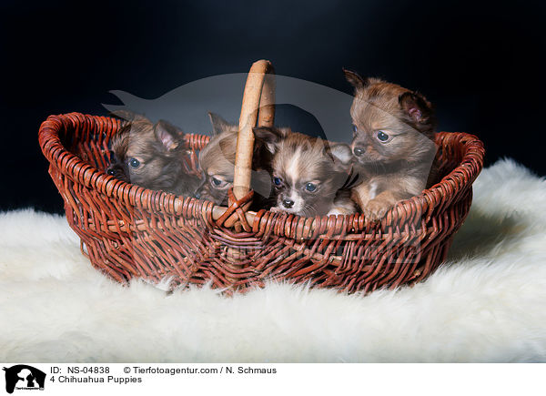 4 Chihuahua Welpen / 4 Chihuahua Puppies / NS-04838