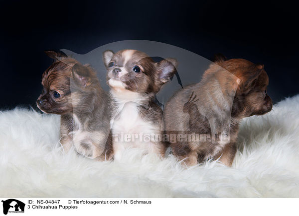 3 Chihuahua Welpen / 3 Chihuahua Puppies / NS-04847